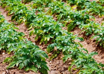 Plantação de batata - Créditos: depositphotos.com / Demachy