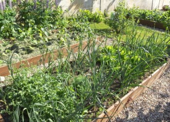 Créditos: depositphotos.com / nieriss