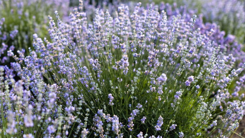 Lindas flores de lavanda violeta no campo - Créditos: depositphotos.com / KateGrishekinaBO