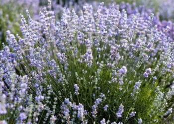 Lindas flores de lavanda violeta no campo - Créditos: depositphotos.com / KateGrishekinaBO