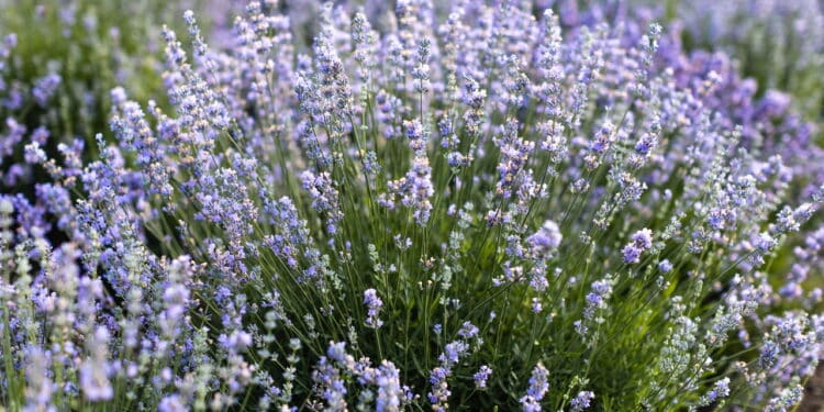 Lindas flores de lavanda violeta no campo - Créditos: depositphotos.com / KateGrishekinaBO