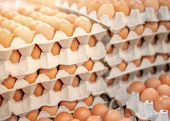 Full fresh eggs of paper tray from hen farm in the package that preserved for sale in wholesale and retail market.