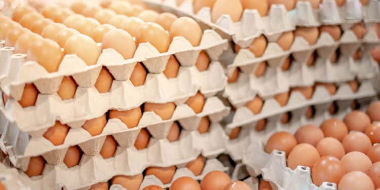 Full fresh eggs of paper tray from hen farm in the package that preserved for sale in wholesale and retail market.