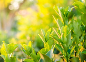 Créditos: depositphotos.com / NelliSyr