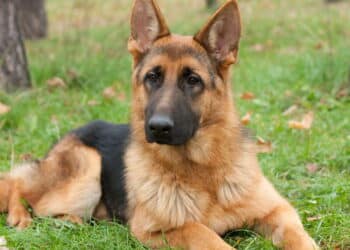 Veja as melhores raças de cães de guarda ideais para ter em casa
