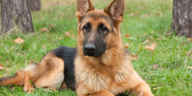 Veja as melhores raças de cães de guarda ideais para ter em casa