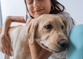 Tem uma dessas raças? Saiba quais são os 4 cães mais inteligentes; veja lista