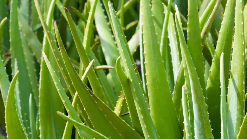 Créditos: depositphotos.com / microgen