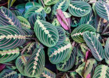 Créditos: depositphotos.com / LegART