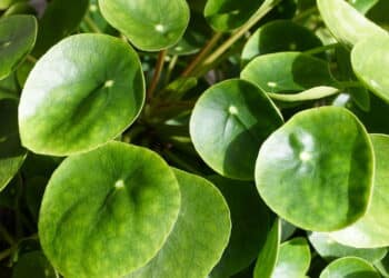 Créditos: depositphotos.com / khairil77