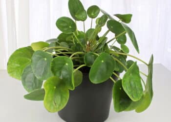 Créditos: depositphotos.com / Akchamczuk