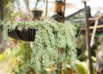 Créditos: depositphotos.com / atitayapimpa1234@gmail.com