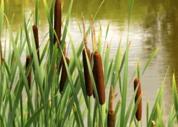 Créditos: depositphotos.com / dailajphoto