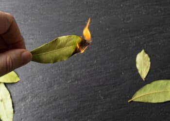 Créditos: depositphotos.com / Oksana6299956