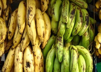 Banana verde, amarela ou madura? Veja qual faz melhor para sua saúde e o motivo surpreendente!