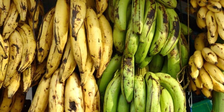 Banana verde, amarela ou madura? Veja qual faz melhor para sua saúde e o motivo surpreendente!