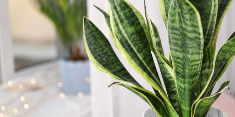 Começando na jardinagem? Veja as 3 plantas que não morrem fácil e são perfeitas para você