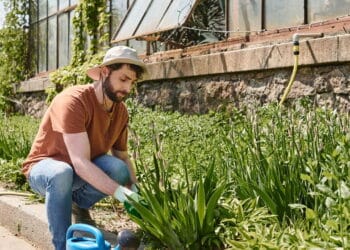 Segredo de jardineiros: a técnica infalível para reduzir o calor nas plantas