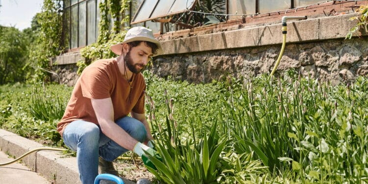 Reveladas as melhores espécies de plantas para cultivar em sol pleno!