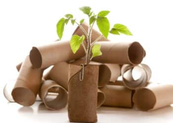 Dica sustentável: pare de descartar os rolos de papel higiênico, você está jogando um tesouro no lixo sem saber