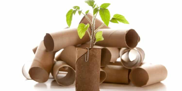 Dica sustentável: pare de descartar os rolos de papel higiênico, você está jogando um tesouro no lixo sem saber