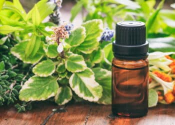Veja as 5 melhores plantas repelentes para espantar insetos e ainda decorar sua casa