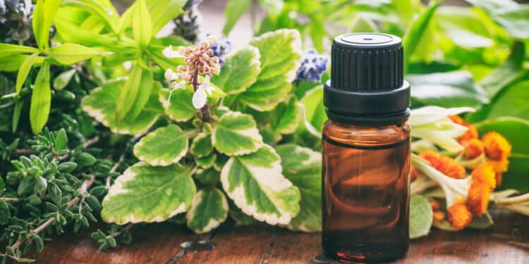 Veja as 5 melhores plantas repelentes para espantar insetos e ainda decorar sua casa