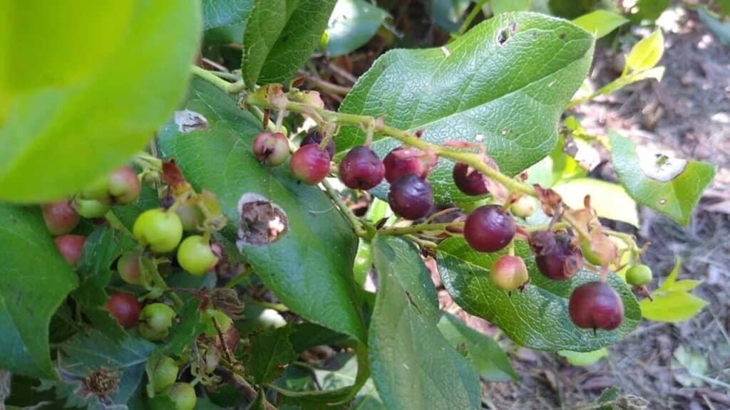 Veja as frutas brasileiras campeãs em vitamina C