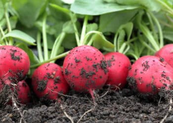 Quer colher em tempo recorde? Conheça os legumes que crescem mais rápido na horta