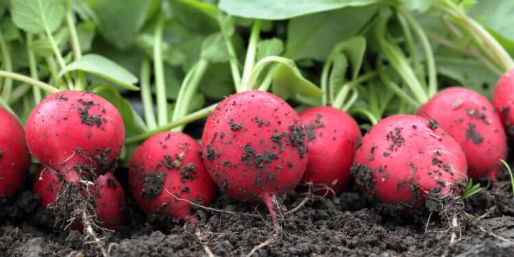 Quer colher em tempo recorde? Conheça os legumes que crescem mais rápido na horta