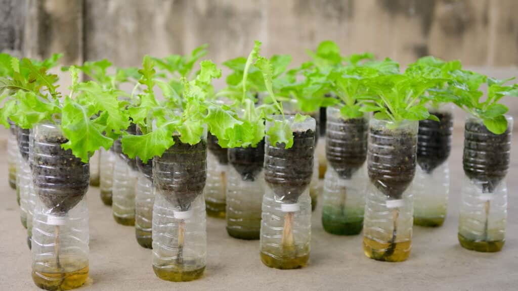 Conheça as melhores plantas para deixar seu jardim mais bonito no verão