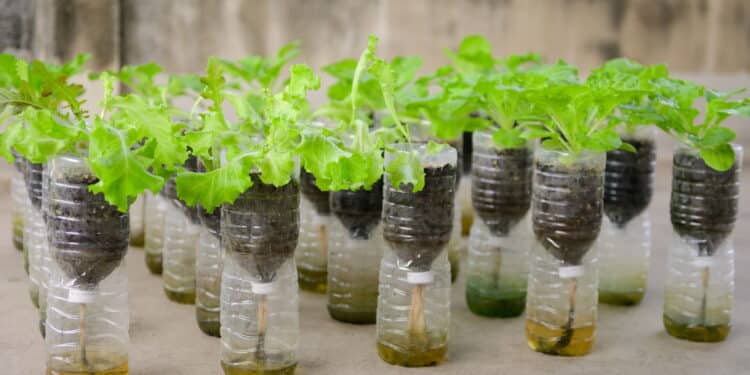 Aprenda o truque simples para plantar hortaliças em garrafa PET e colher em casa; veja passo a passo