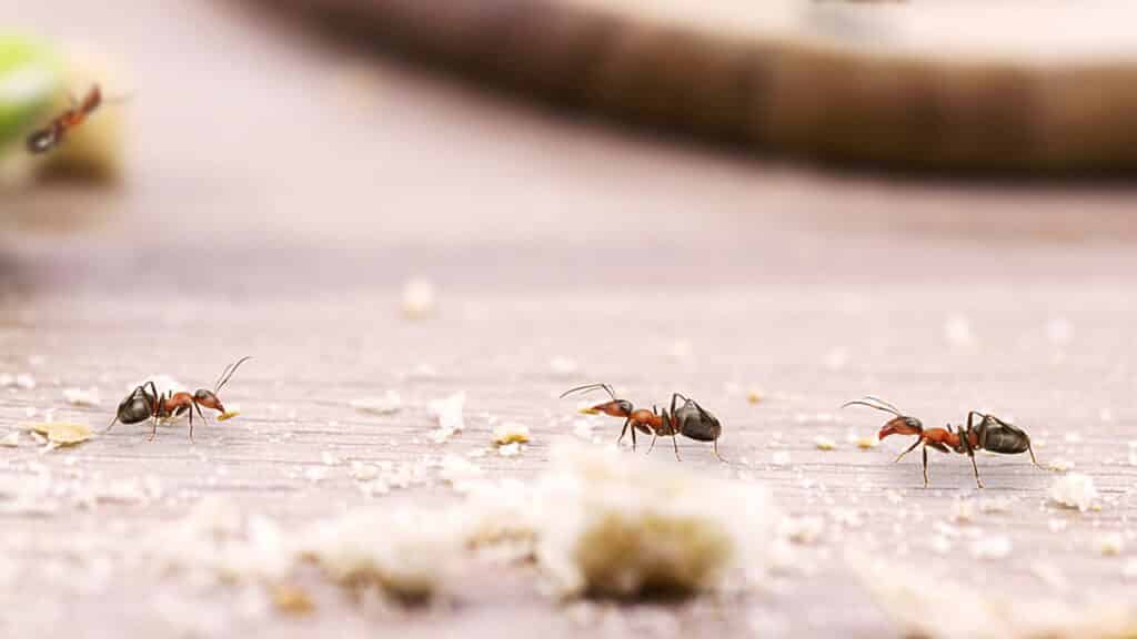Veja os 5 truques infalíveis para eliminar formigas de uma vez por todas da sua casa