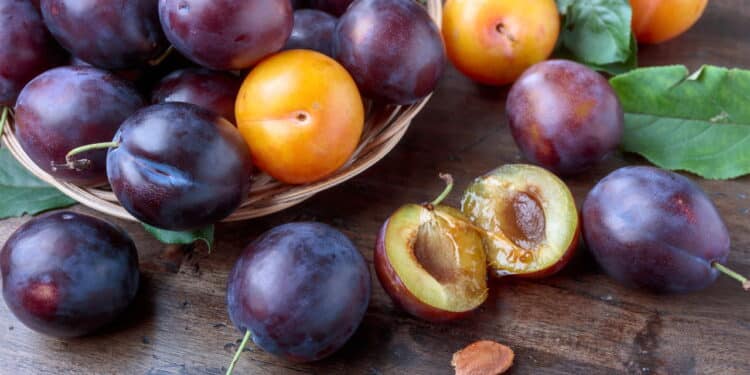 O segredo para plantar ameixa em casa de forma fácil e colher frutas suculentas o ano todo