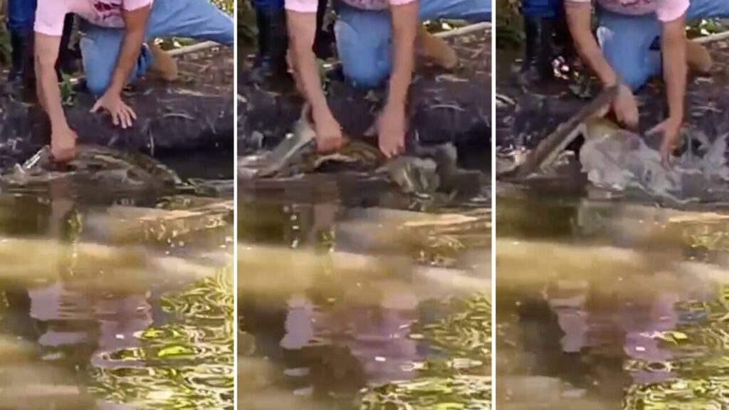 Imagens flagram sucuri 'gigante' atacando agente em resgate no Tocantins