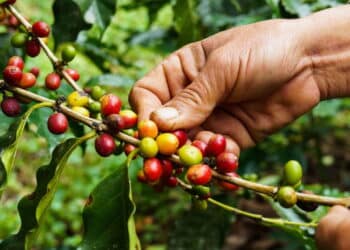 Qual é o tipo de café mais saudável? Veja o que dizem os especialistas