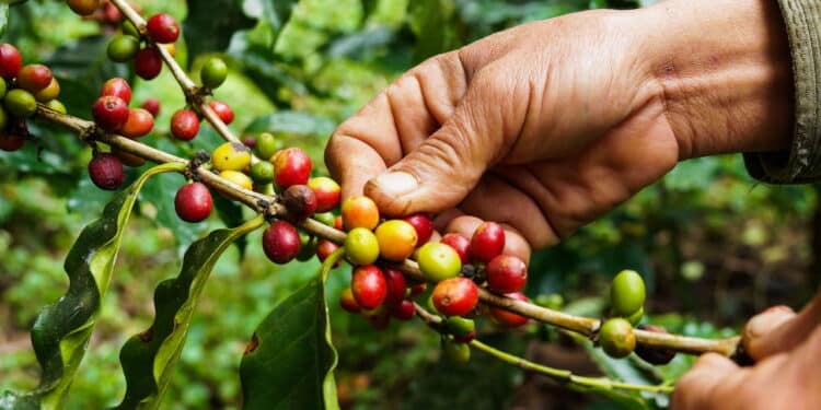 Quer cultivar café no vaso em sua casa? Veja o passo a passo até a colheita perfeita