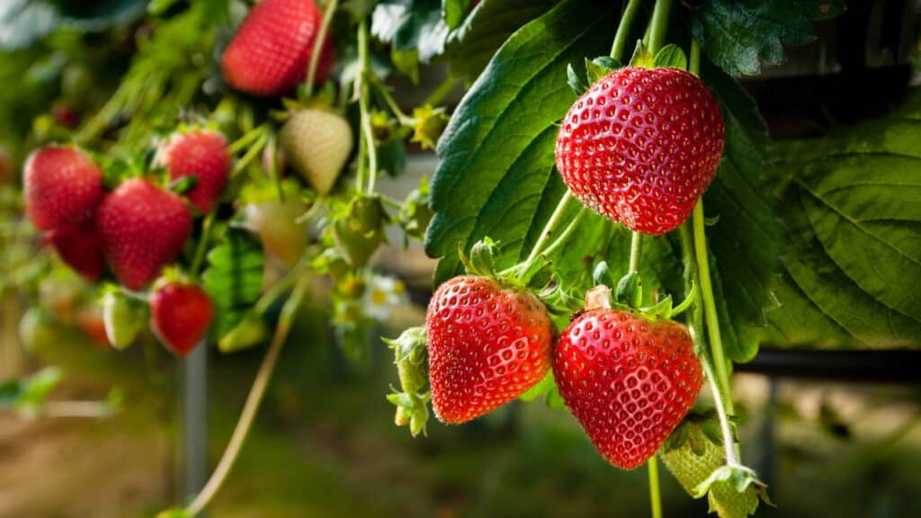Veja como plantar morangos em vaso raso de forma simples e prática