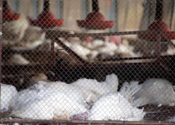 Carne brasileira liberada: veja quais países suspenderam restrições após gripe aviária