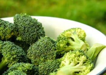 Aprenda o jeito mais fácil de fazer mudas e plantar brócolis em casa