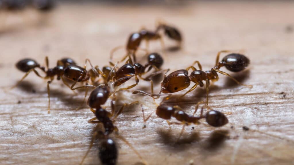 As formigas deixarão seu jardim em paz se você borrifar este item