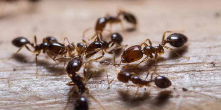 Veja os 5 truques infalíveis para eliminar formigas de uma vez por todas da sua casa