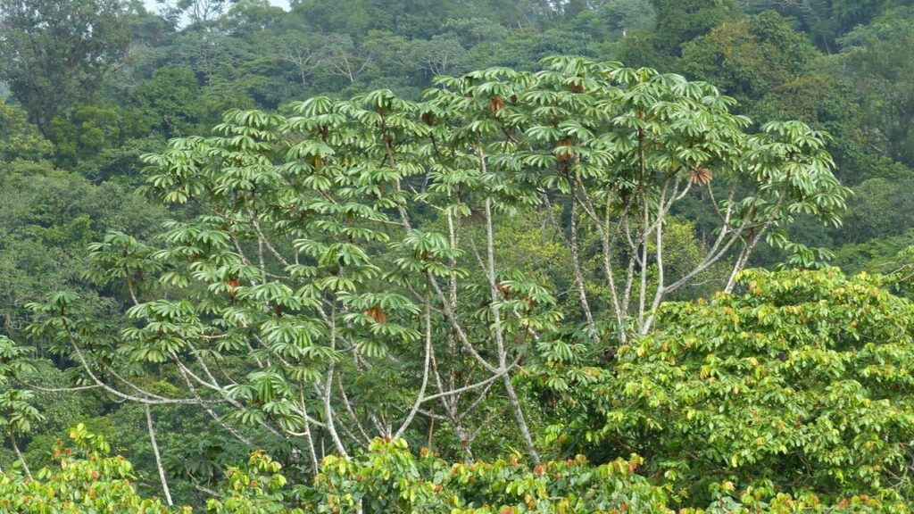 Chá anti-inflamatório surpreende com benefícios para o coração; veja como preparar