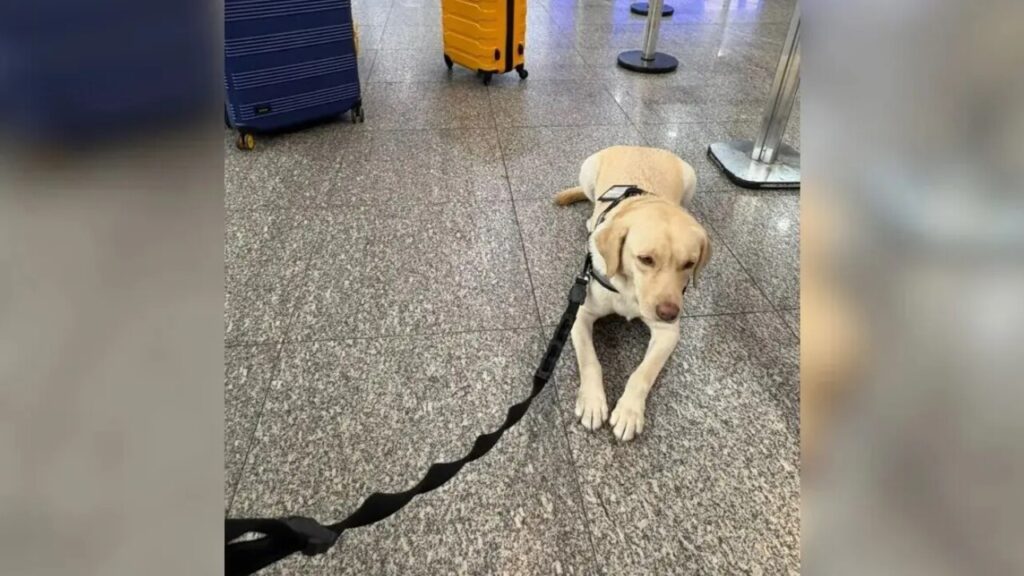 Companhia aérea gasta milhões para impedir embarque de cão de serviço em voo; entenda
