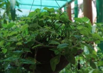 Planta no lugar certo: Feng Shui revela o segredo para trazer prosperidade ao seu lar