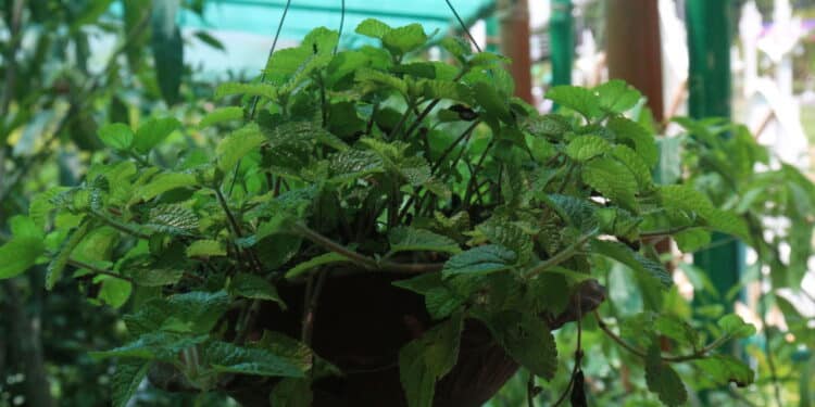 Reveladas as melhores plantas para atrair riqueza e vibrações positivas no lar