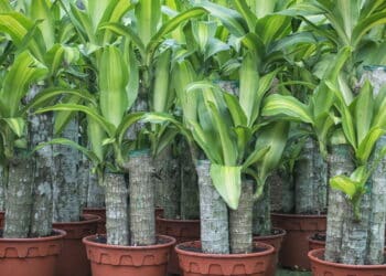 Plantas que atraem boas energias para sua casa; saiba quais são, segundo o Feng Shui