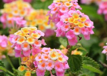 Conheça as melhores plantas de borda para transformar seu jardim rápido