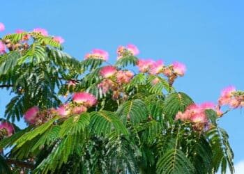 Poucos conhecem essa árvore que dá vida ao jardim sem causar danos ao chão