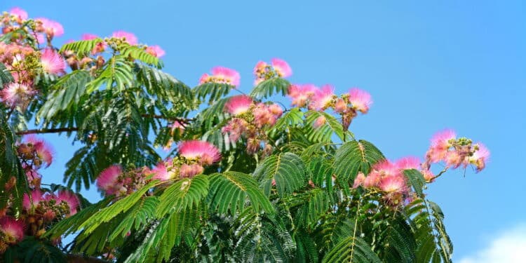 Poucos conhecem essa árvore que dá vida ao jardim sem causar danos ao chão